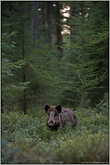 zwischen hohen Bäumen... Wildschwein *Sus scrofa* im Wald