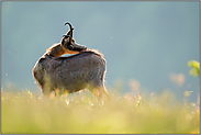 Fellpflege... Gämse *Rupicapra rupicapra* im Frühsommer