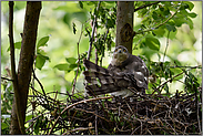 lange Stossfedern... Sperber *Accipiter nisus*, Sperberweibchen in der Brutzeit