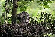 beweglich... Sperber *Accipiter nisus*, Sperberweibchen bei der Gefiederpflege