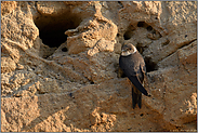 Grabungsaktivitäten... Uferschwalbe *Riparia riparia* in einer Sandgrube