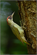 Rotkappe... Grünspecht *Picus viridis* mit vollen Kropf