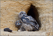 junge Uhus... Europäischer Uhu *Bubo bubo*, zwei lustige Gesellen