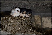 Spielerei der Natur... Rauchschwalbe *Hirundo rustica*, ungleiche Geschwister