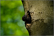 Neugierde... Schwarzspecht *Dryocopus martius*, weiblicher Jungvogel in der Bruthöhle