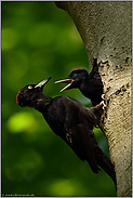 aus der Bruthöhle locken... Schwarzspecht *Dryocopus martius* lockt flüggen Jungvogel