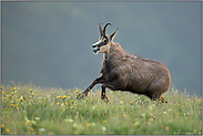 auf der Hochfläche... Gämse *Rupicapra rupicapra* in schnellem Lauf