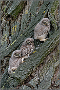 der Reihe nach... Steinkauz *Athene noctua *, Nestlinge