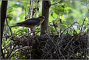kurzer Kontrollbesuch... Sperber *Accipiter nisus*, Männchen, Terzel am Nest