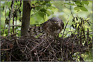 entspannter Blickkontakt... Sperber *Accipiter nisus* in der Mauser