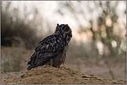 nach Sonnenuntergang... Europäischer Uhu *Bubo bubo*, Jungvogel blickt sich um