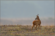 stolzer Bock... Rehbock *Capreolus capreolus* schaut sich um