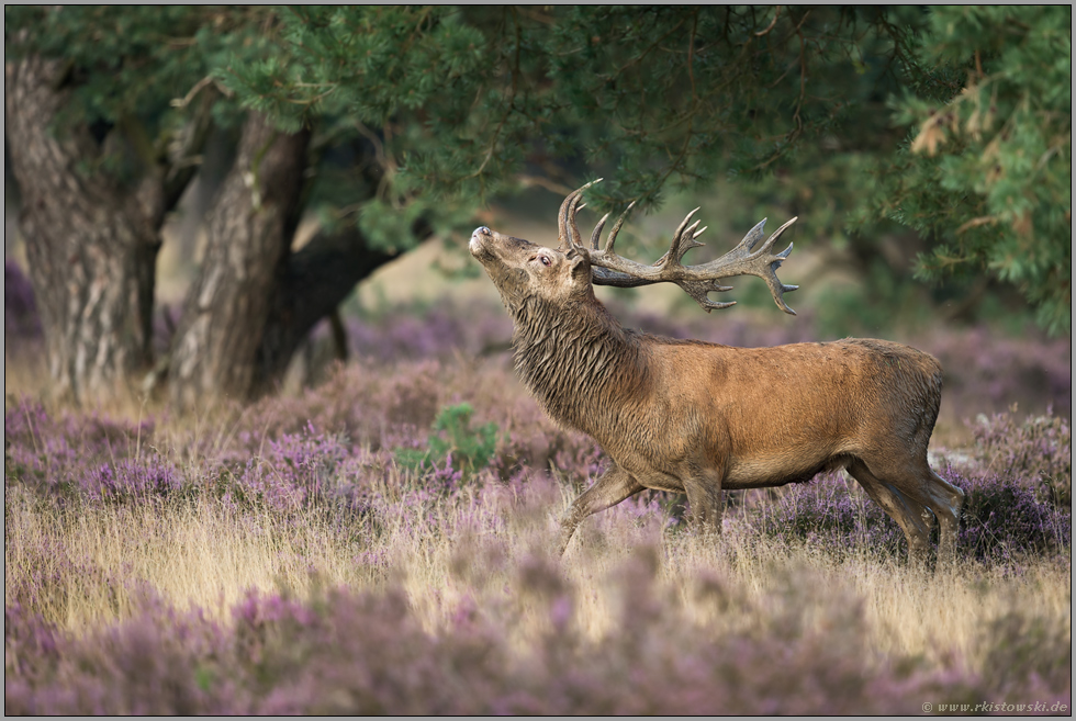 Drohverhalten Rothirsch *Cervus elaphus*, Brunftbeginn in der Heide