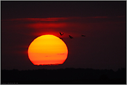 wenn die Sonne aufgeht... Kraniche *Grus grus* auf dem Weg zu ihren Futterplätzen