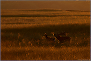 im Gegenlicht... Rotwild *Cervus elaphus* während der Brunft im September