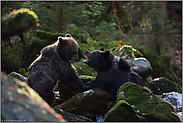 Kräftemessen... Europäische Braunbären *Ursus arctos*, verspielte junge Bären, Jungbären, Jungtiere