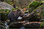 zwei am Bach... Europäische Braunbären *Ursus Arctos*, junge Braunbären an einem Wildbach