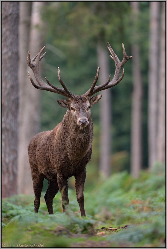 Hirschflüsterer, die auf den Wald pfeifen - Kommentare der anderen