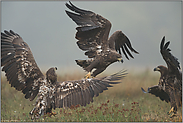 streitende Jungadler... Seeadler *Haliaeetus albicilla* im Herbst