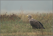 Altadler... Seeadler *Haliaeetus albicilla*, Altvogel im Herbst