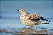 Jungvogel... Heringsmöwe *Larus fuscus* im Jugendkleid im Flachwasser der Ostsee