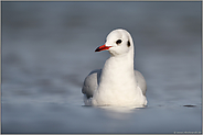 schwimmend... Lachmöwe *Chroicocephalus ridibundus* auf ruhiger See