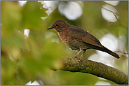 vom Usutsu Virus bedroht... Amsel *Turdus merula*, Weibchen im goldenen Oktober