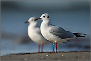 im Doppelpack... Lachmöwe *Chroicocephalus ridibundus* am Strand der Ostsee