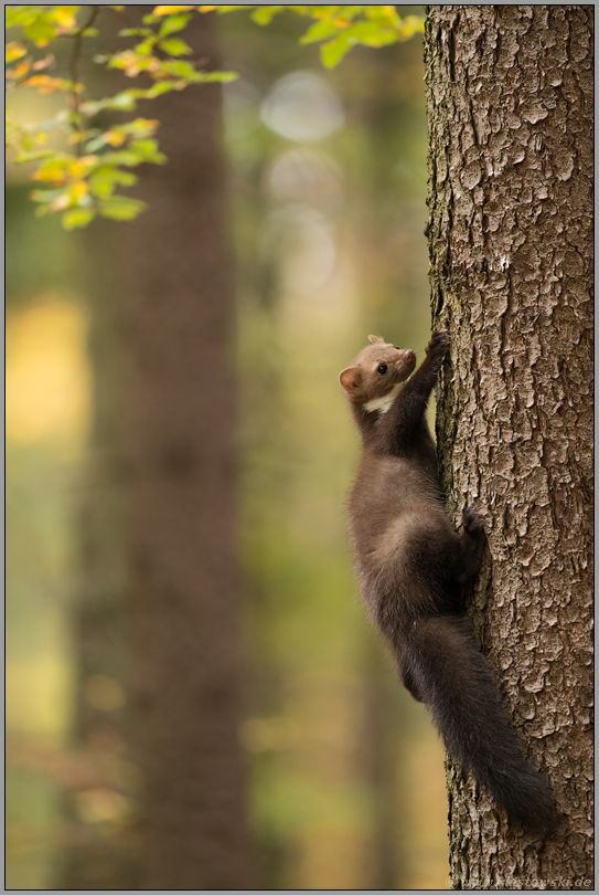 kletternd am Baum Steinmarder *Martes foina* im goldenen Herbst