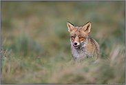 Appetit... Rotfuchs *Vulpes vulpes* schleckt sich das Maul