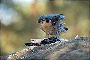 Taubenjäger... Wanderfalke *Falco peregrinus* mit Beute beim Rupf