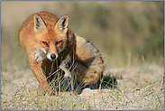 verschlagener Blick... Rotfuchs *Vulpes vulpes* auf der Pirsch, frontale Aufnahme