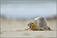 wehrhaft... Seehund  *Phoca vitulina * am Strand liegend