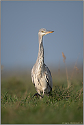 lustiger Geselle... Graureiher *Ardea cinerea* schreitet durch eine Wiese mit hohem Gras