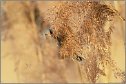 verborgen im Schilf... Bartmeise  *Panurus biarmicus * frisst von den Samen einer Schilfrispe