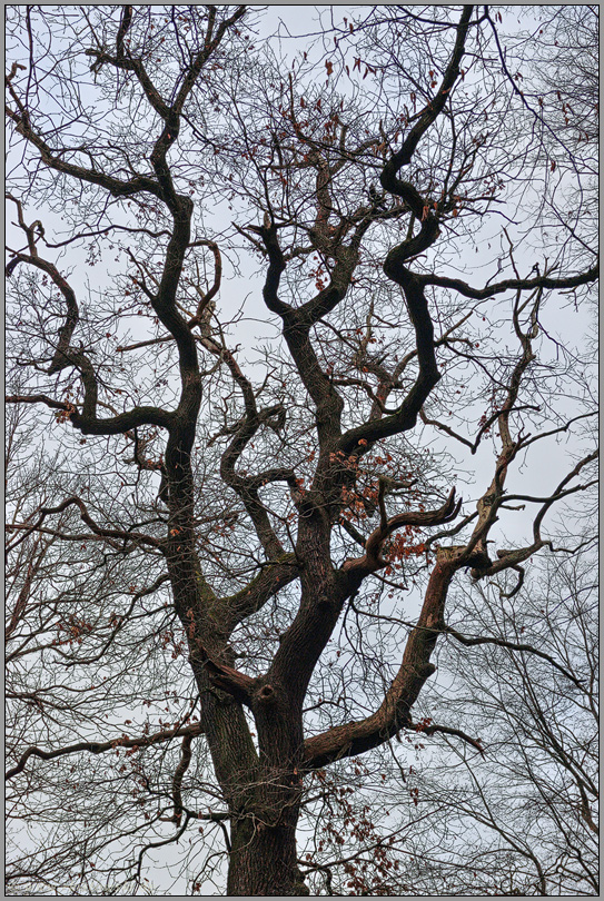 alte Stieleiche... Eiche *Quercus robur*, auch Deutsche Eiche genannt