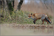 im Fuchsrevier... Rotfuchs *Vulpes vulpes* bei der Jagd