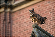 das Männchen... Europäischer Uhu *Bubo bubo* in der Herbstbalz