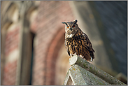 in der Stadt... Europäischer Uhu *Bubo bubo* sitzt auf einem Kirchendach