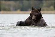 verspielt...  Europäischer Braunbär *Ursus arctos* vergnügt sich im Wasser