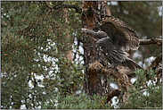 flügelschlagend... Bartkauz *Strix nebulosa* im Baum (Kiefer)