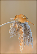 erster Frost... Bartmeise *Panurus biarmicus*, Weibchen frssit von den reifüberzogenen Samen einer Schilfrispe