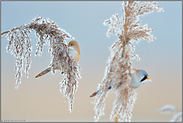 Hochbetrieb im Schilf... Bartmeise  *Panurus biarmicus*, Pärchen im Schilf