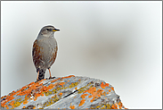 hab' acht... Alpenbraunelle  *Prunella collaris*, Vogelart des Hochgebirges