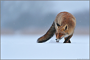 spätabends... Rotfuchs *Vulpes vulpes* bei Schneefall