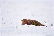 eingegraben... Rebhuhn *Perdix perdix* im Schnee