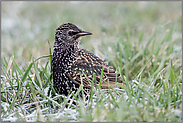 die anderen stets im Auge... Star *Sturnus vulgaris* blickt zum Rest seines Starenschwarmes