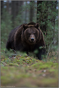 Blick durch's Unterholz... Europäischer Braunbär *Ursus arctos*, Blickkontakt im Wald