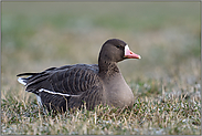 im Gras liegend... Blässgans *Anser albifrons* auf frostiger Wiese