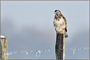 mit langen Hals... Mäusebussard *Buteo buteo* nutzt im Winter einen Weidepfahl zur Ansitzjagd